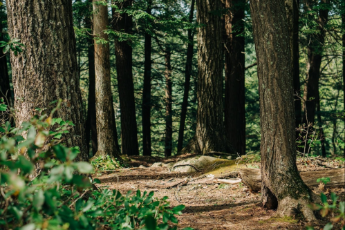 A serene forest scene with tall trees, dappled sunlight, and a carpet of leaves and moss on the ground.