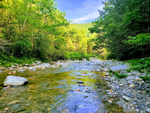 A serene river flows through a lush green forest, with smooth stones lining the banks under a clear blue sky.