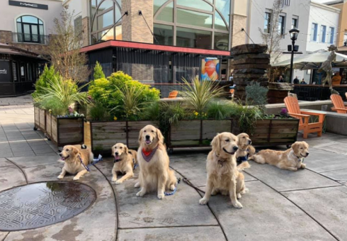 A group of six golden retrievers sitting together in a plaza with greenery and outdoor seating.