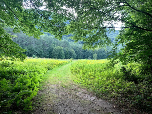 A serene path through lush greenery leads into a vibrant field surrounded by trees and distant mountains.