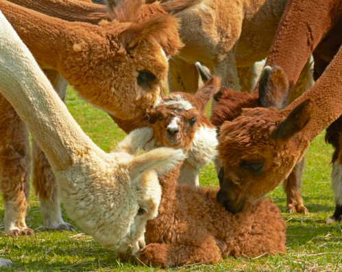 A group of alpacas gathered around a young cria, with various colors and textures of their fur visible.