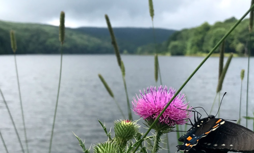 A butterfly rests on a pink flower by a calm lake, surrounded by green hills and cloudy skies.