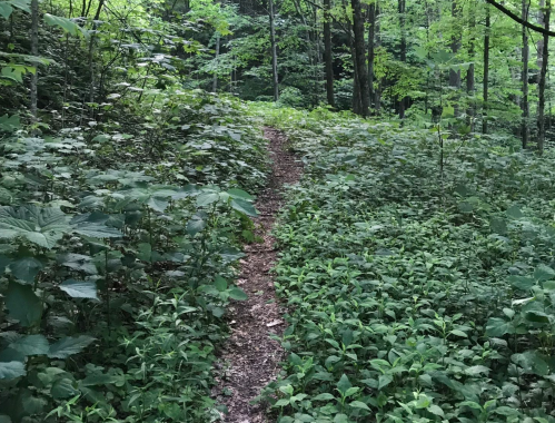 A narrow dirt path winds through a lush green forest, surrounded by dense foliage and trees.