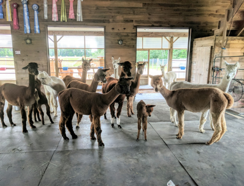 A group of alpacas and llamas standing inside a barn, with ribbons hanging on the wall in the background.