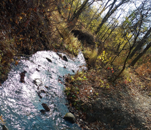 A sparkling stream flows through a forested area with autumn leaves scattered along the banks.