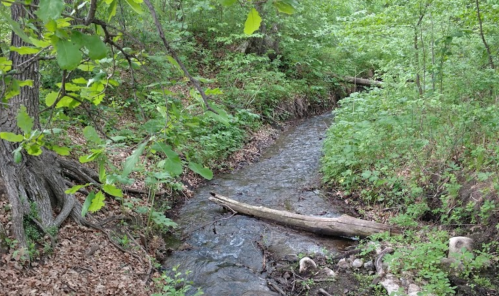 A serene forest scene featuring a winding creek surrounded by lush greenery and fallen logs.