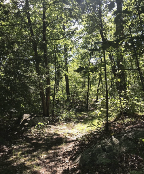 A sunlit forest path surrounded by lush green trees and rocky terrain.