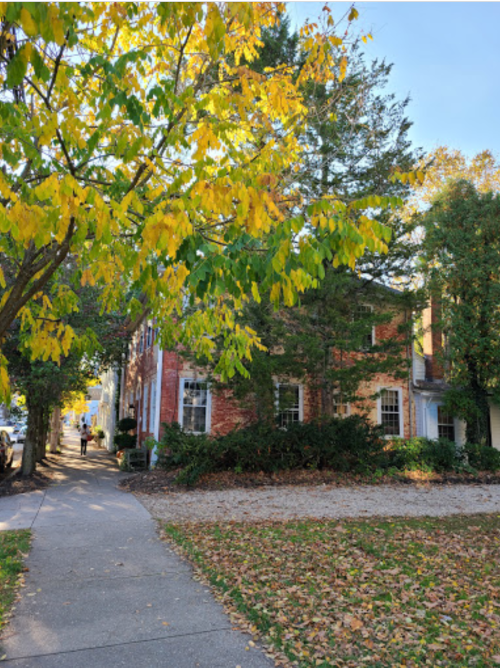 A tree with yellow leaves shades a sidewalk beside a brick building, with fallen leaves scattered on the ground.