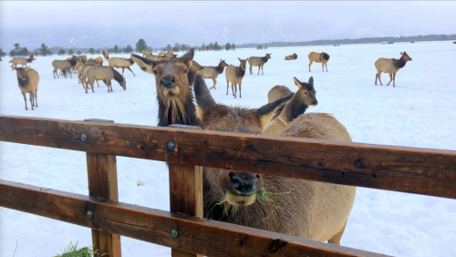 A herd of elk grazing in a snowy field, with a close-up of one elk near a wooden fence.