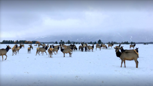 A herd of elk stands in a snowy landscape, with mountains and cloudy skies in the background.