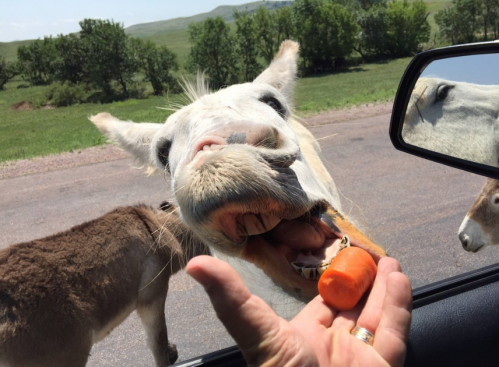 A close-up of a horse reaching for a carrot from a person's hand through a car window.