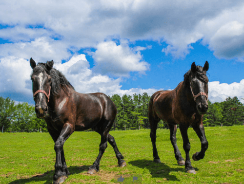 Two black horses walking in a green field under a blue sky with fluffy white clouds.