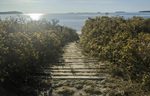 A sandy path leads through lush greenery to a serene beach and calm water under a bright sky.