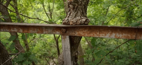 A rusted metal beam is partially engulfed by a tree trunk in a lush, green forest setting.