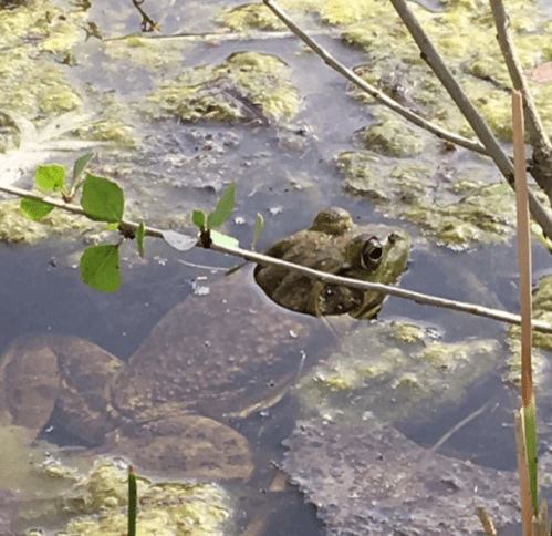 A frog perched on a branch above a murky pond with algae and submerged objects in the water.