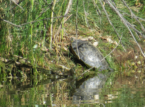 A turtle rests on the bank of a pond, surrounded by grass and reflected in the water.
