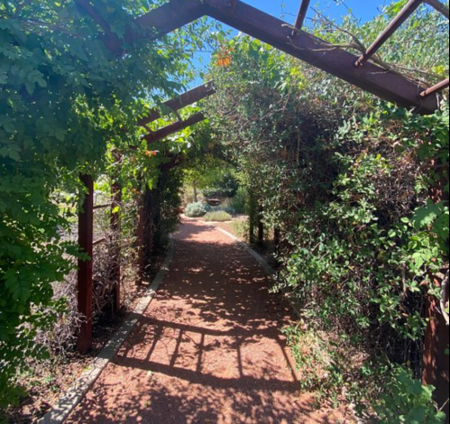 A sunlit pathway through a lush, green archway of plants, leading into a serene garden.