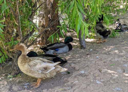 A group of ducks resting under leafy trees, with one light-colored duck in the foreground and others in the background.