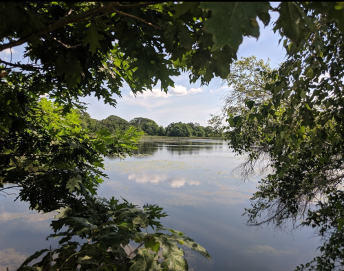A serene lake surrounded by lush green trees under a clear blue sky with fluffy clouds.