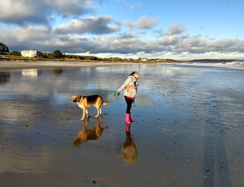 A person in pink boots walks a dog along a wet beach, with clouds and houses in the background.