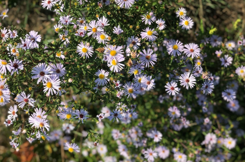 A vibrant patch of purple and white daisies blooming in a sunny garden.