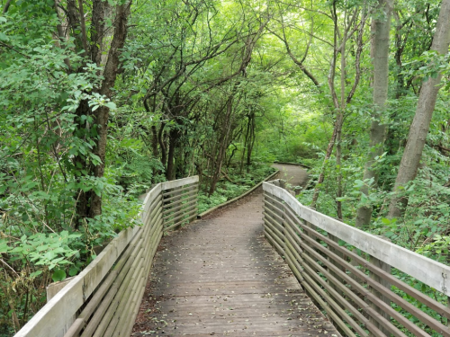 A winding wooden path through a lush green forest, surrounded by trees and foliage.