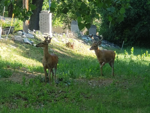 Two deer stand in a grassy area, surrounded by trees and rocks, with one deer displaying antlers.
