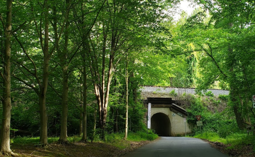 A tree-lined road leads to a dark tunnel surrounded by lush greenery.