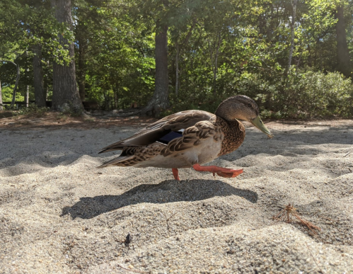 A duck walking on sandy ground with trees in the background, enjoying a sunny day outdoors.