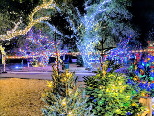 A festive scene with trees adorned in colorful holiday lights, creating a magical nighttime atmosphere.