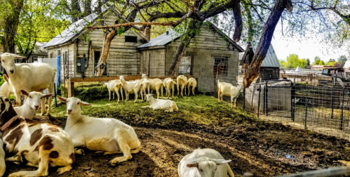 A farm scene with goats resting and grazing near a weathered barn surrounded by trees and a fenced area.