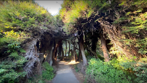 A narrow path winds through lush greenery and arching trees, creating a serene forest tunnel.