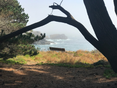 A foggy coastal scene with a bench overlooking the ocean, framed by trees and shrubs.