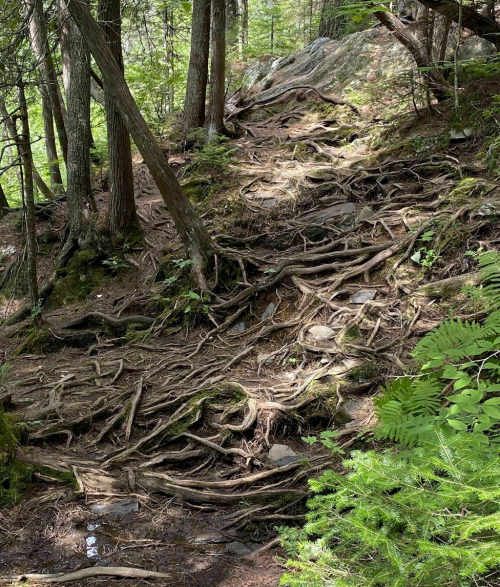 A forest path with exposed tree roots and rocky terrain, surrounded by lush greenery and tall trees.