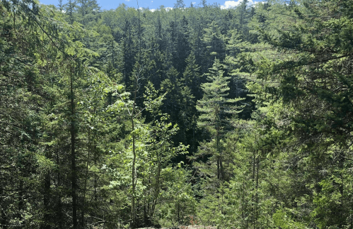 Lush green forest with tall trees and dense foliage under a clear blue sky.