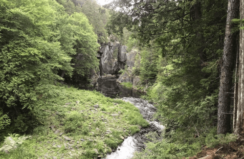 A serene forest scene with a flowing river, surrounded by lush greenery and rocky cliffs in the background.