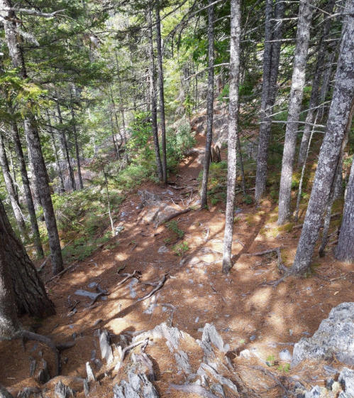A forest path winding through tall trees, with rocky ground and scattered pine needles. Sunlight filters through the branches.