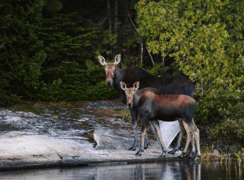 Two moose, one adult and one calf, stand by a serene lake surrounded by lush greenery.