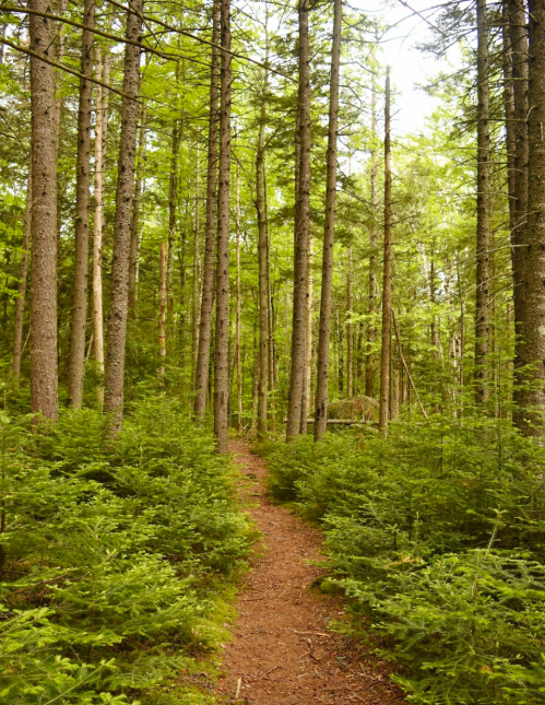 A narrow dirt path winding through a lush green forest with tall trees and dense underbrush.