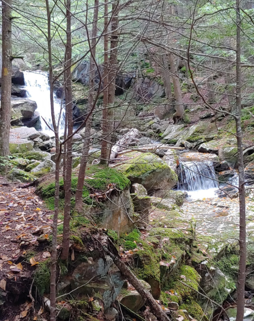 A serene forest scene featuring two small waterfalls surrounded by moss-covered rocks and trees.
