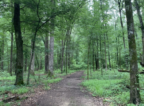 A serene forest path surrounded by lush green trees and undergrowth, inviting exploration.