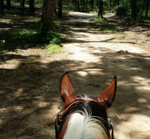 View from atop a horse, showing a forest path ahead with trees lining the sides.