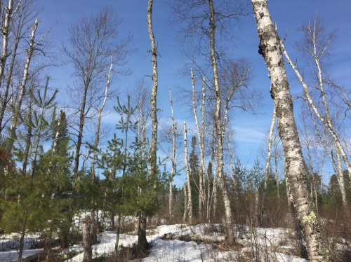 A snowy landscape with tall birch trees and green pine saplings under a clear blue sky.