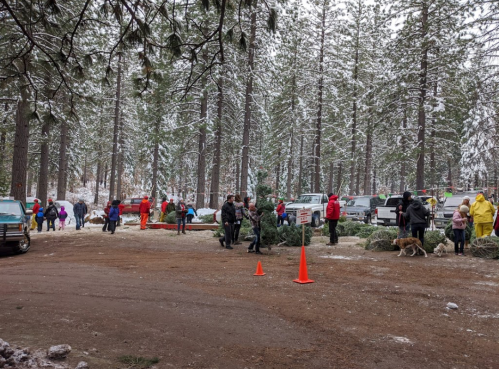 People in winter clothing gather around a snowy forest area, selecting Christmas trees near parked cars.