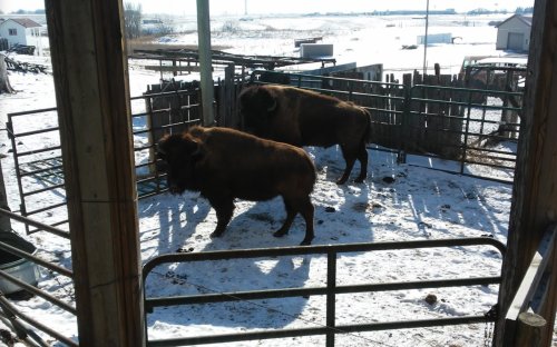 Two bison standing in a snowy pen, surrounded by wooden fencing and a rural landscape in the background.