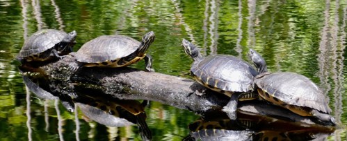 Four turtles basking on a log over calm water, surrounded by lush greenery and reflections.