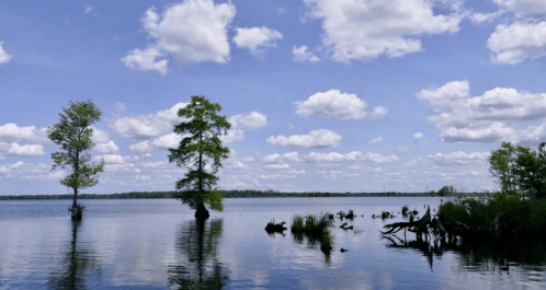 A serene lake scene with trees and reflections under a bright blue sky filled with fluffy white clouds.