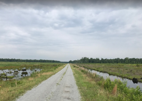 A gravel path stretches through a wetland, flanked by water and lush greenery under a cloudy sky.