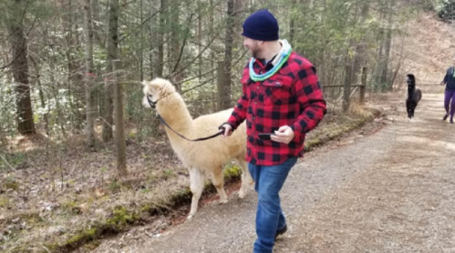 A person in a red plaid shirt walks a light-colored alpaca along a forested path, with another person and alpaca in the background.