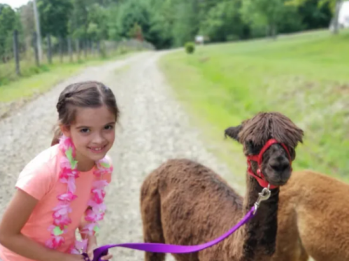 A girl in a pink shirt smiles while walking two alpacas on a gravel path surrounded by greenery.